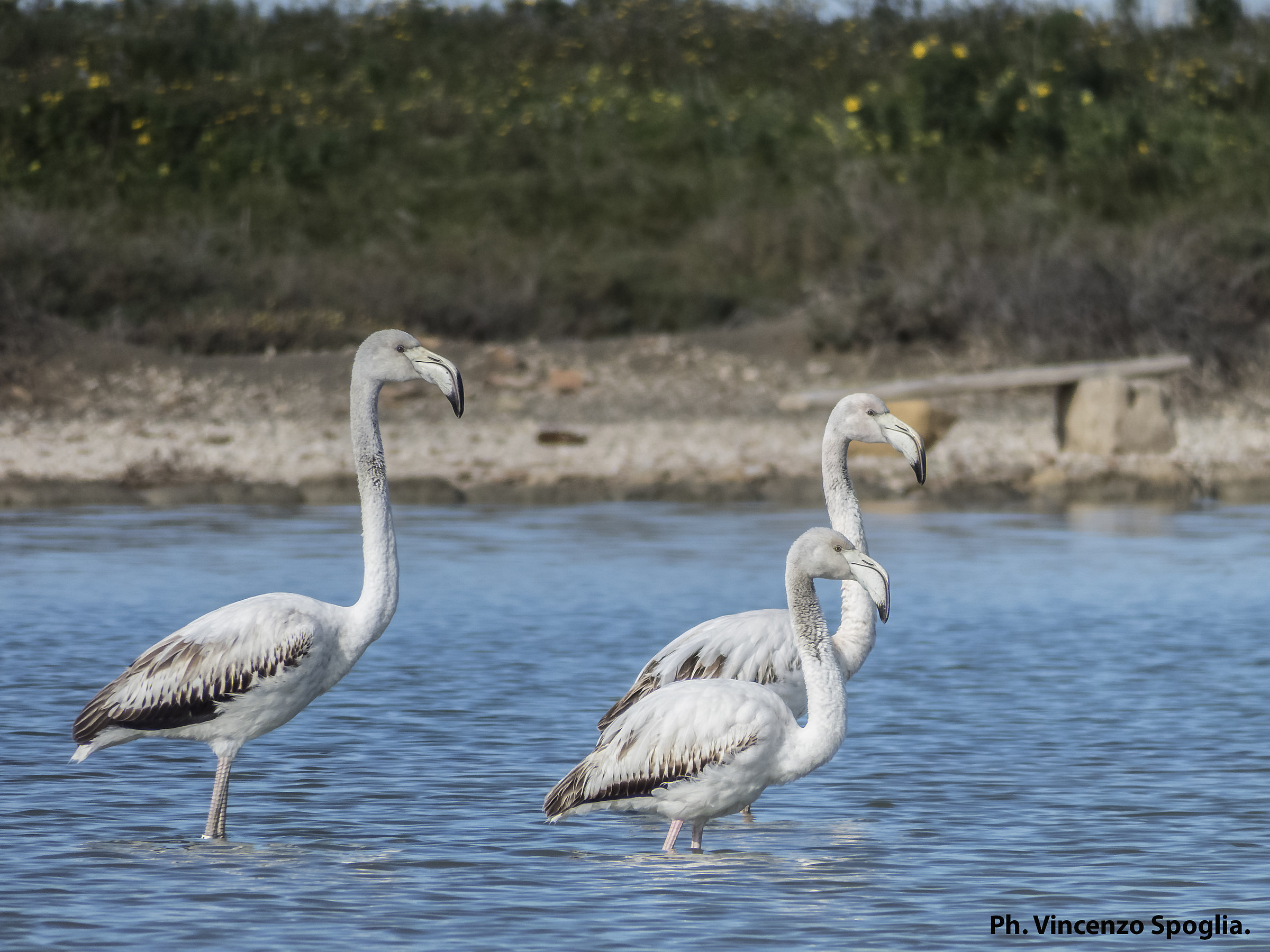 Family of flamingos