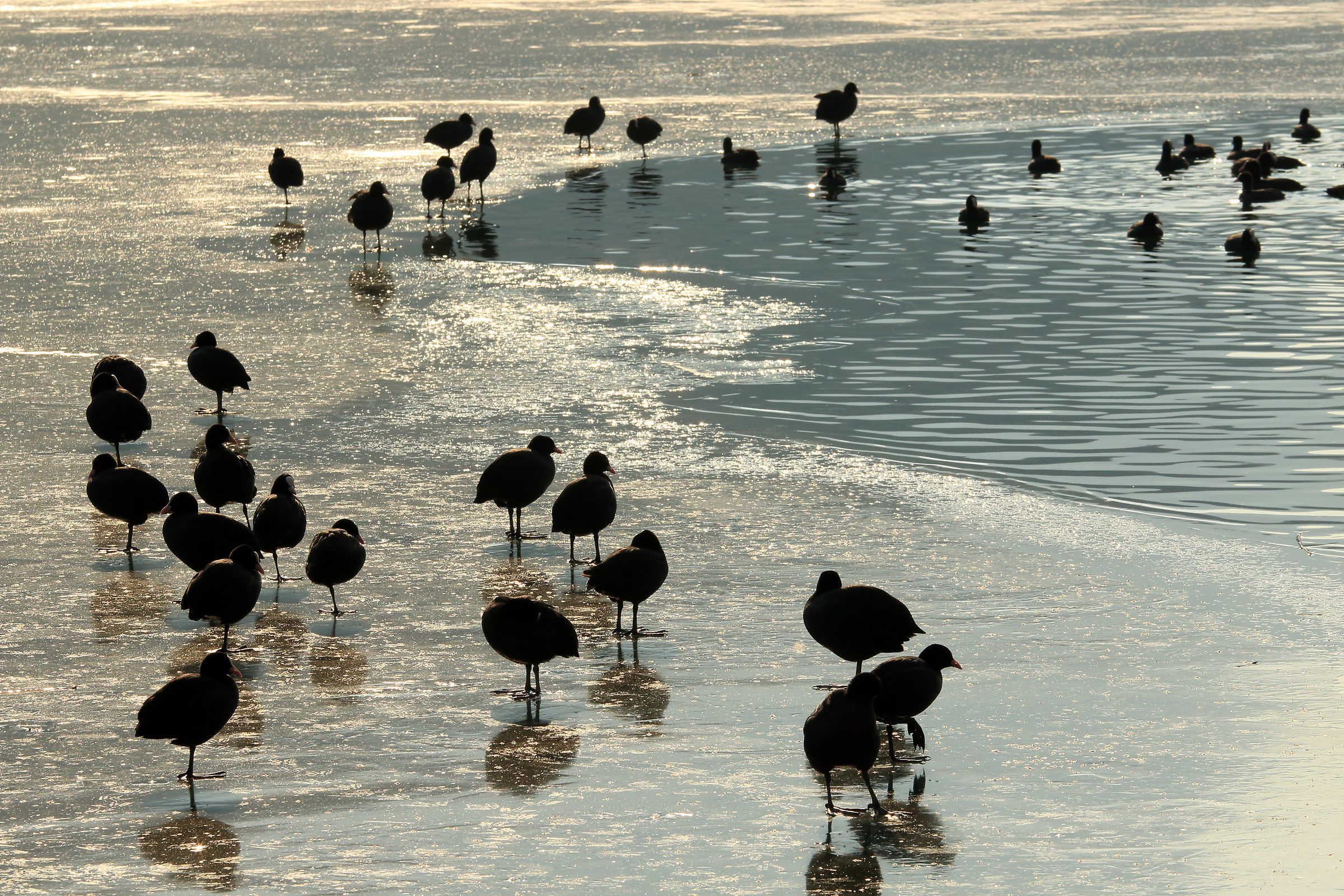 tutti al lago...ghiacciato