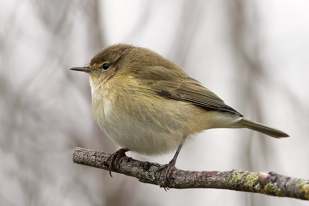 Luì piccolo (Phylloscopus collybita)