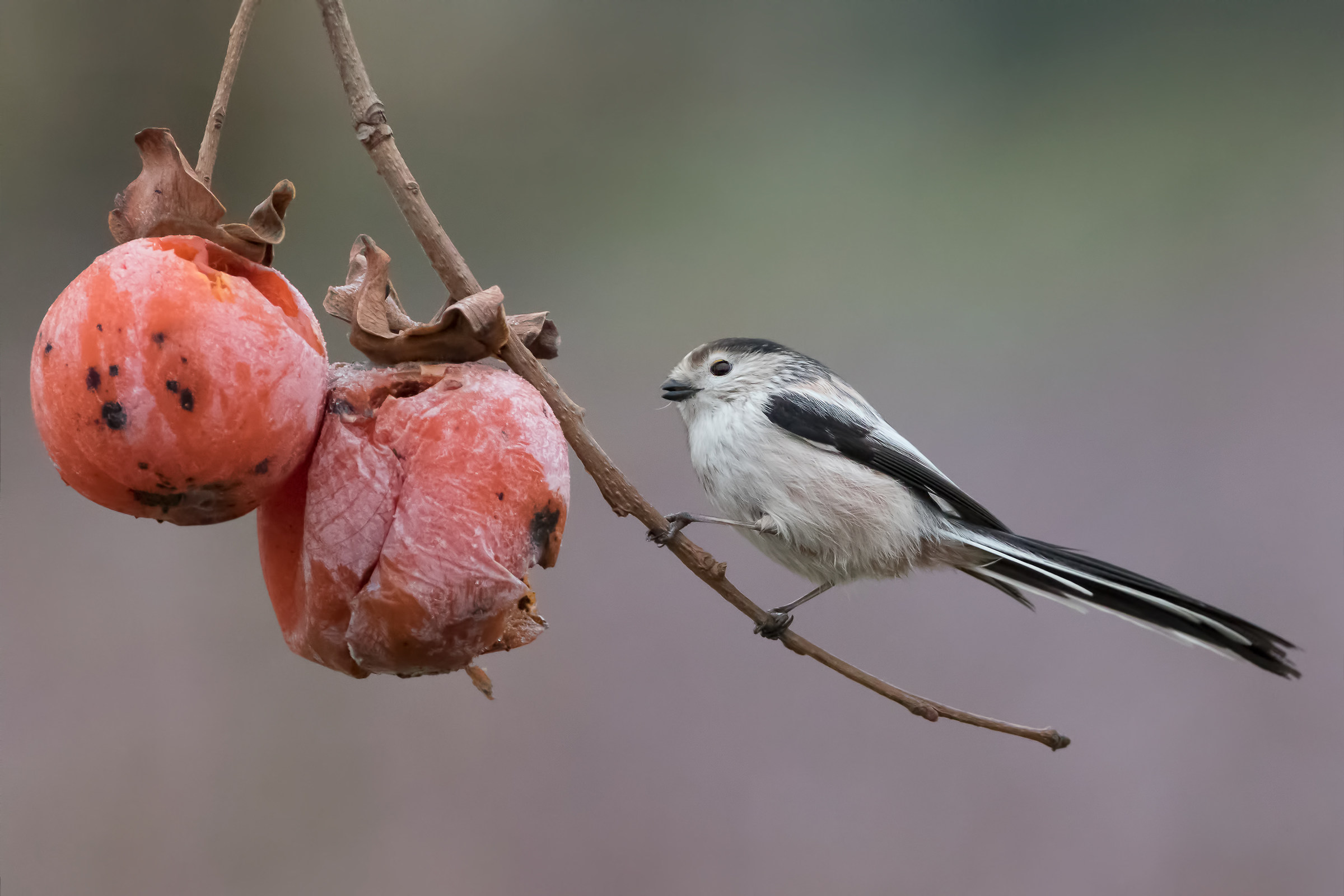 Codibùgnolo (Aegithalos caudatus)