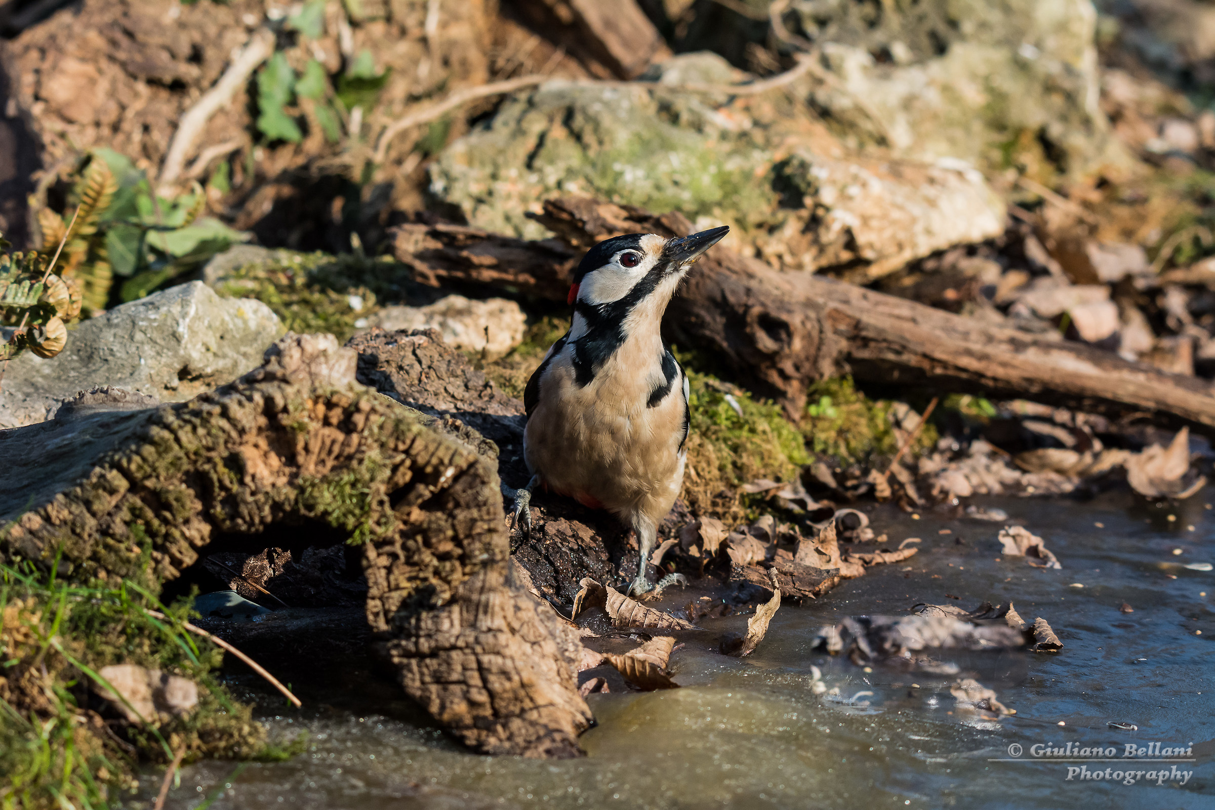 L'abbeveratoio ghiacciato