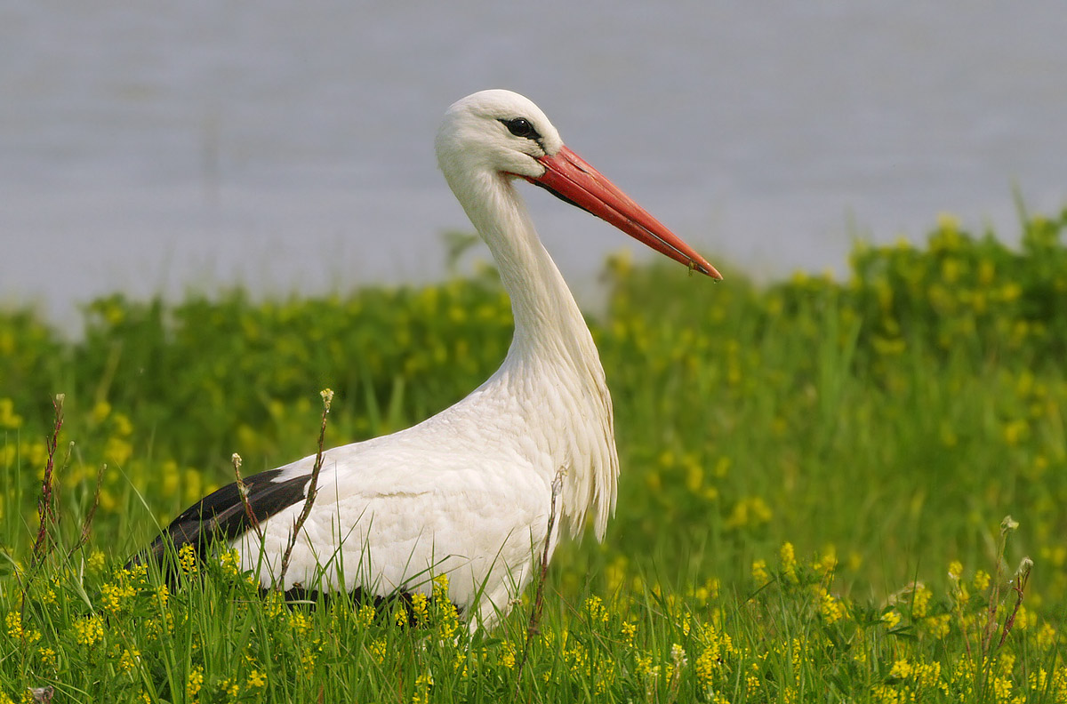 white stork