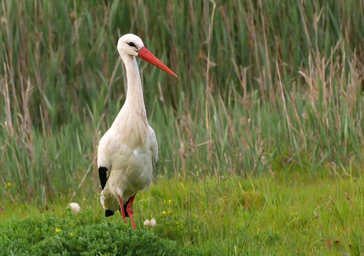 white stork