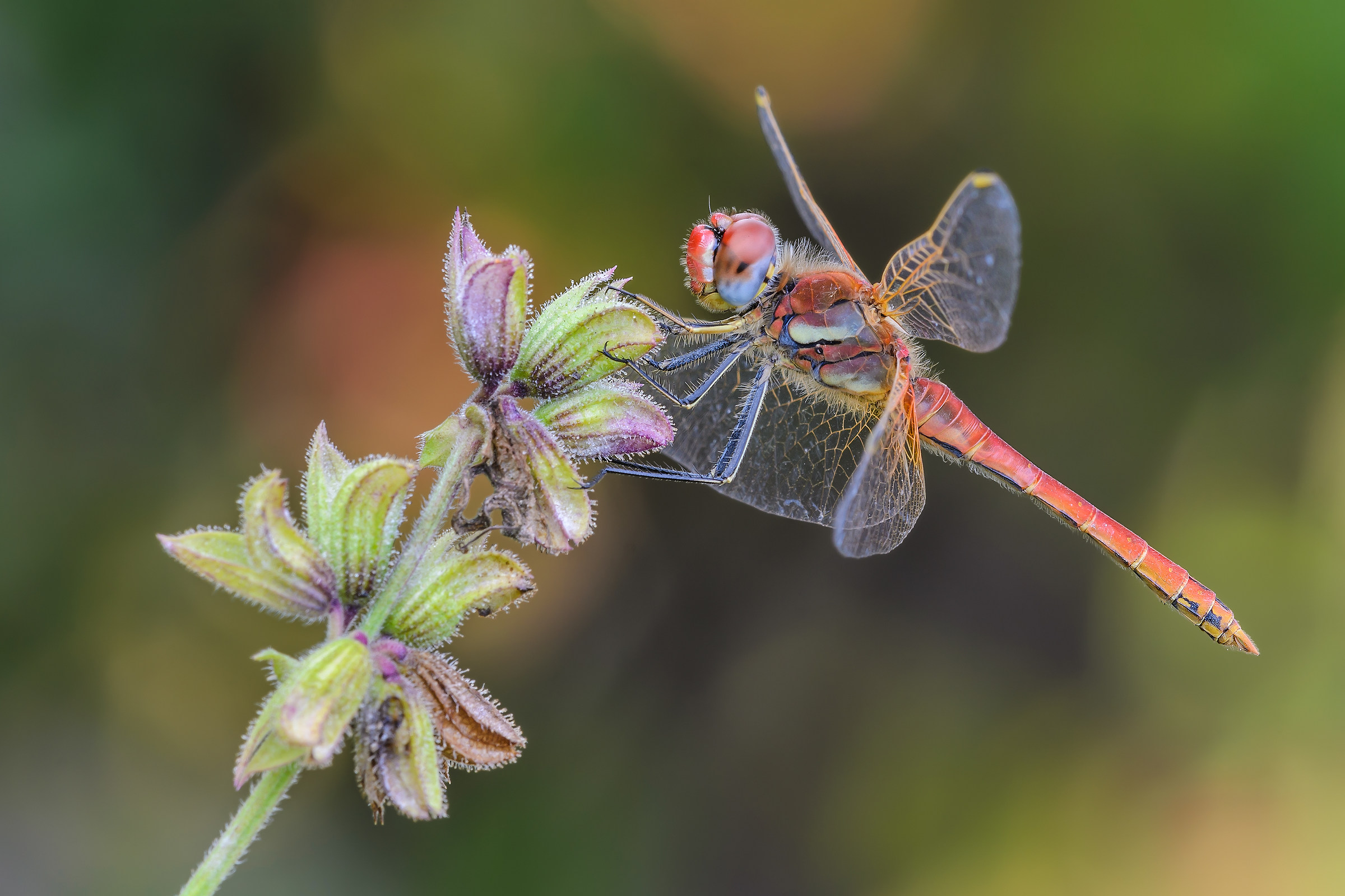 Sympetrum fonscolombii