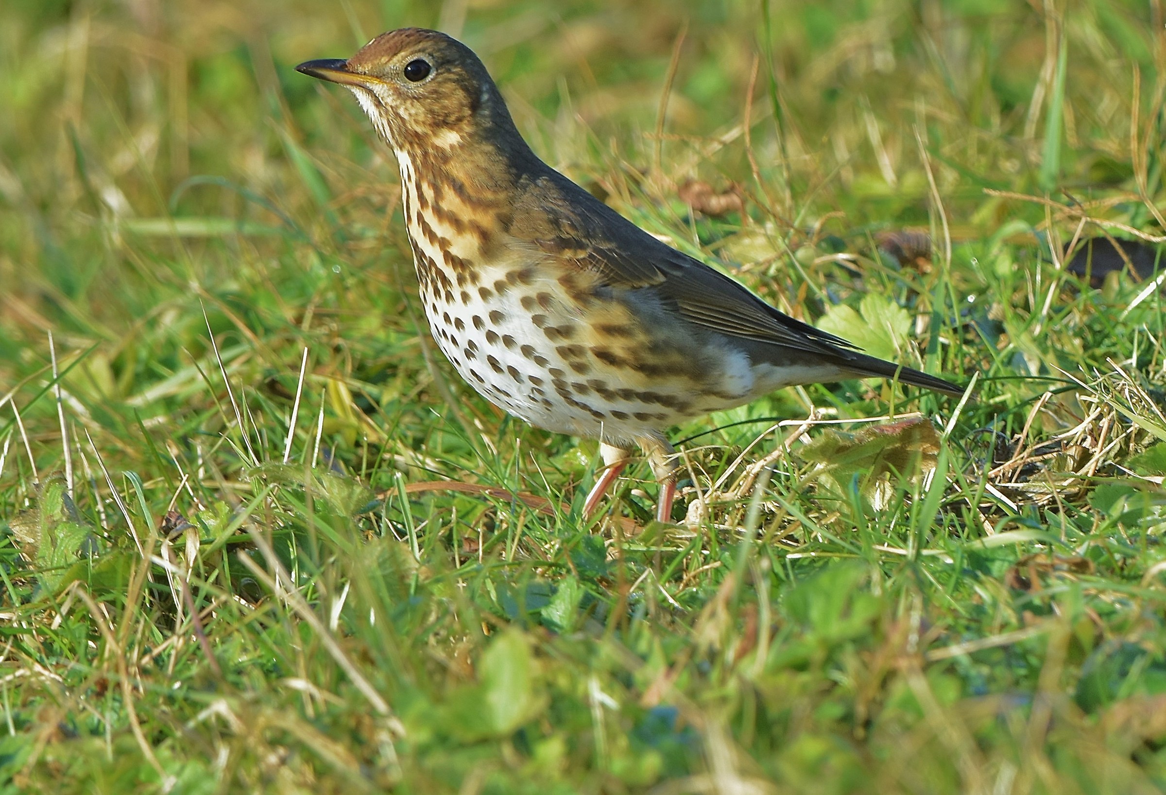 Thrush