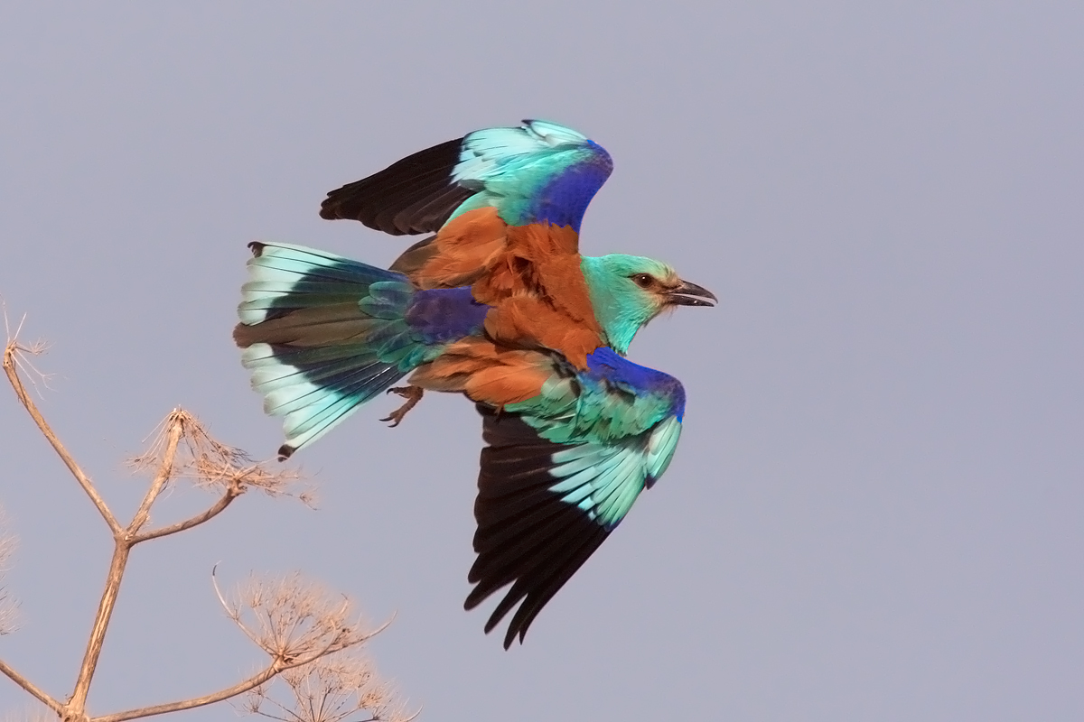European roller
