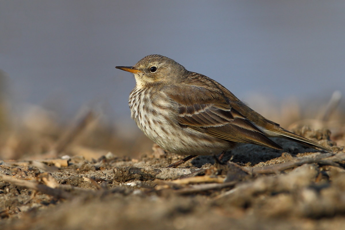 Pipit