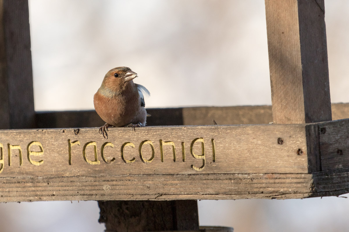 Ciak that turns ....