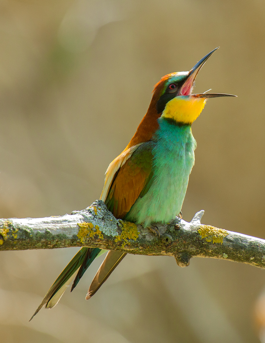 Il richiamo del gruccione