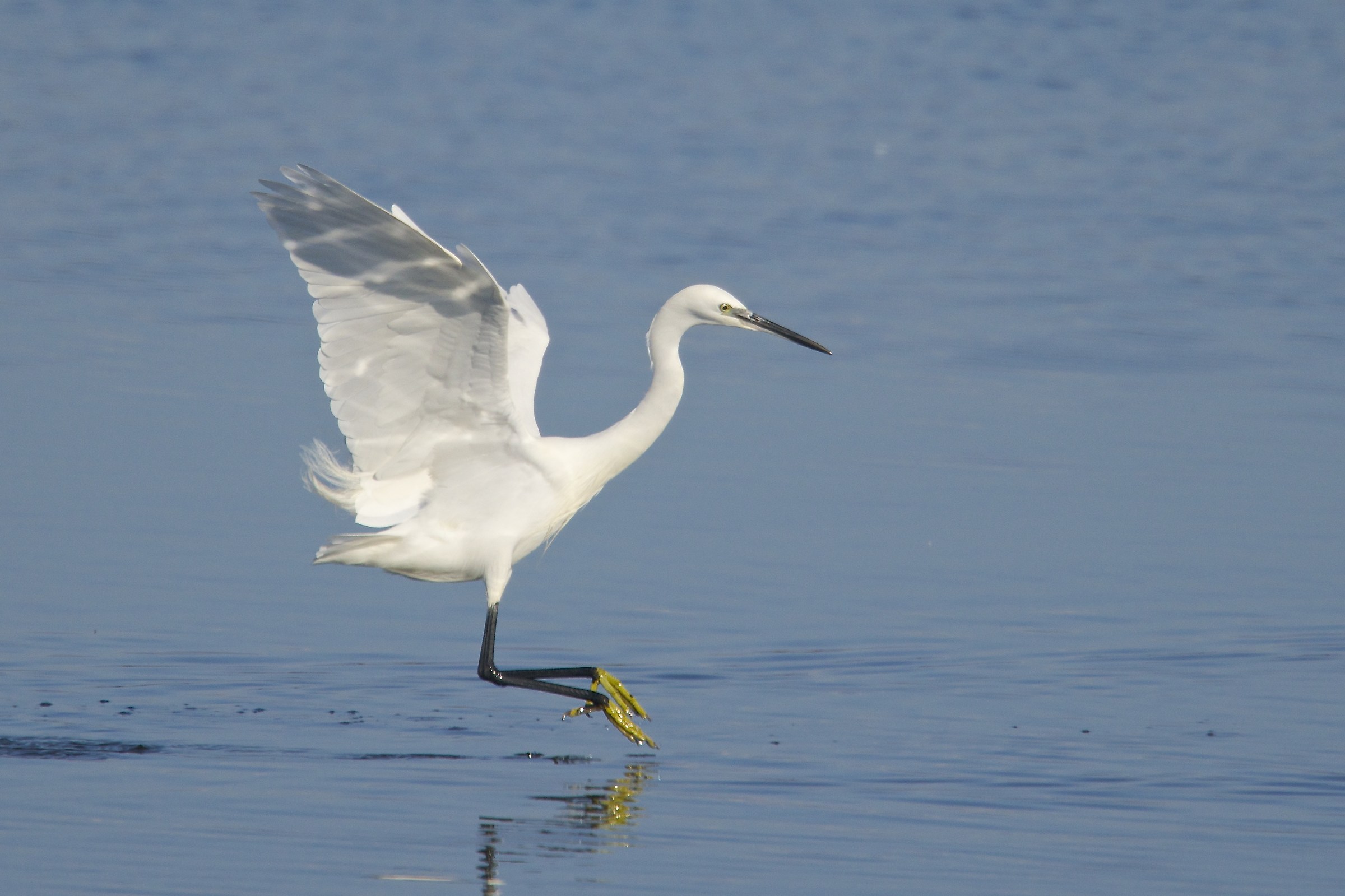 L'eleganza della garzetta