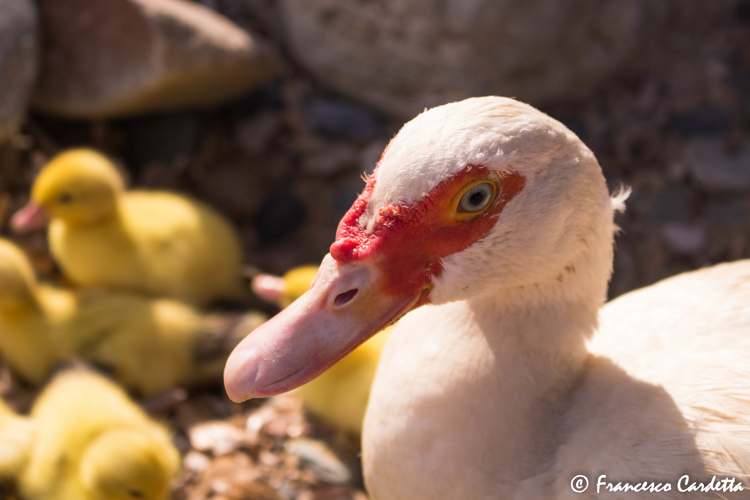 Mom ... Muscovy duck