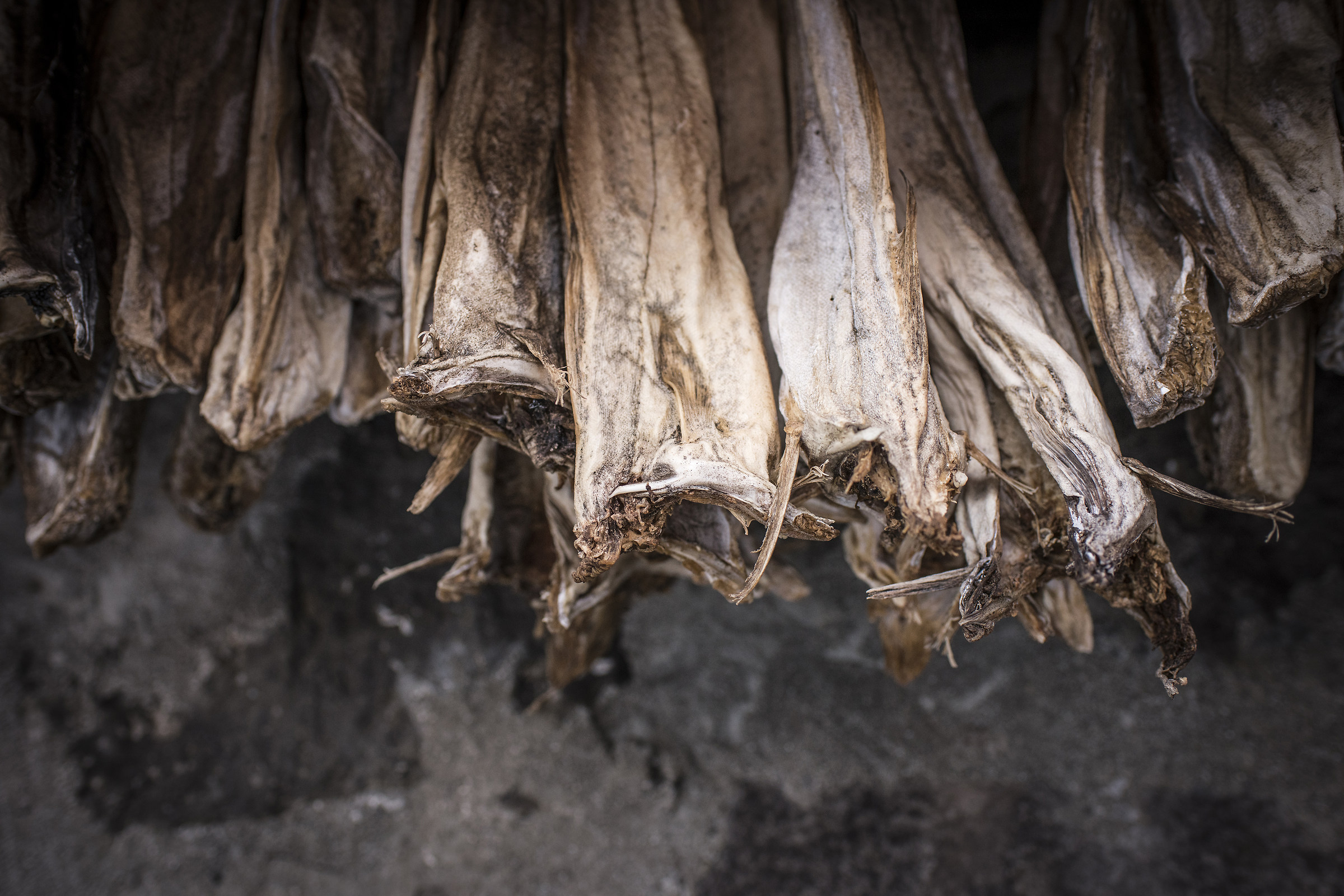 While you drying fish that are