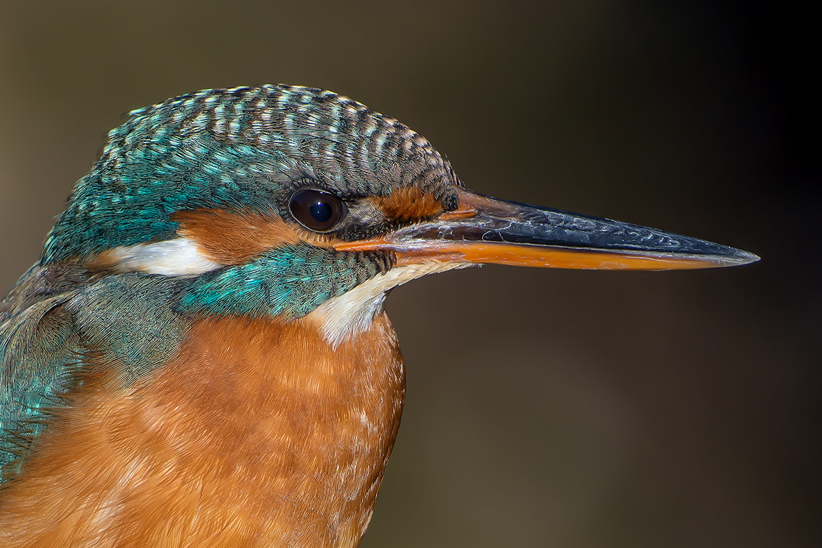 Portrait Martina ...
