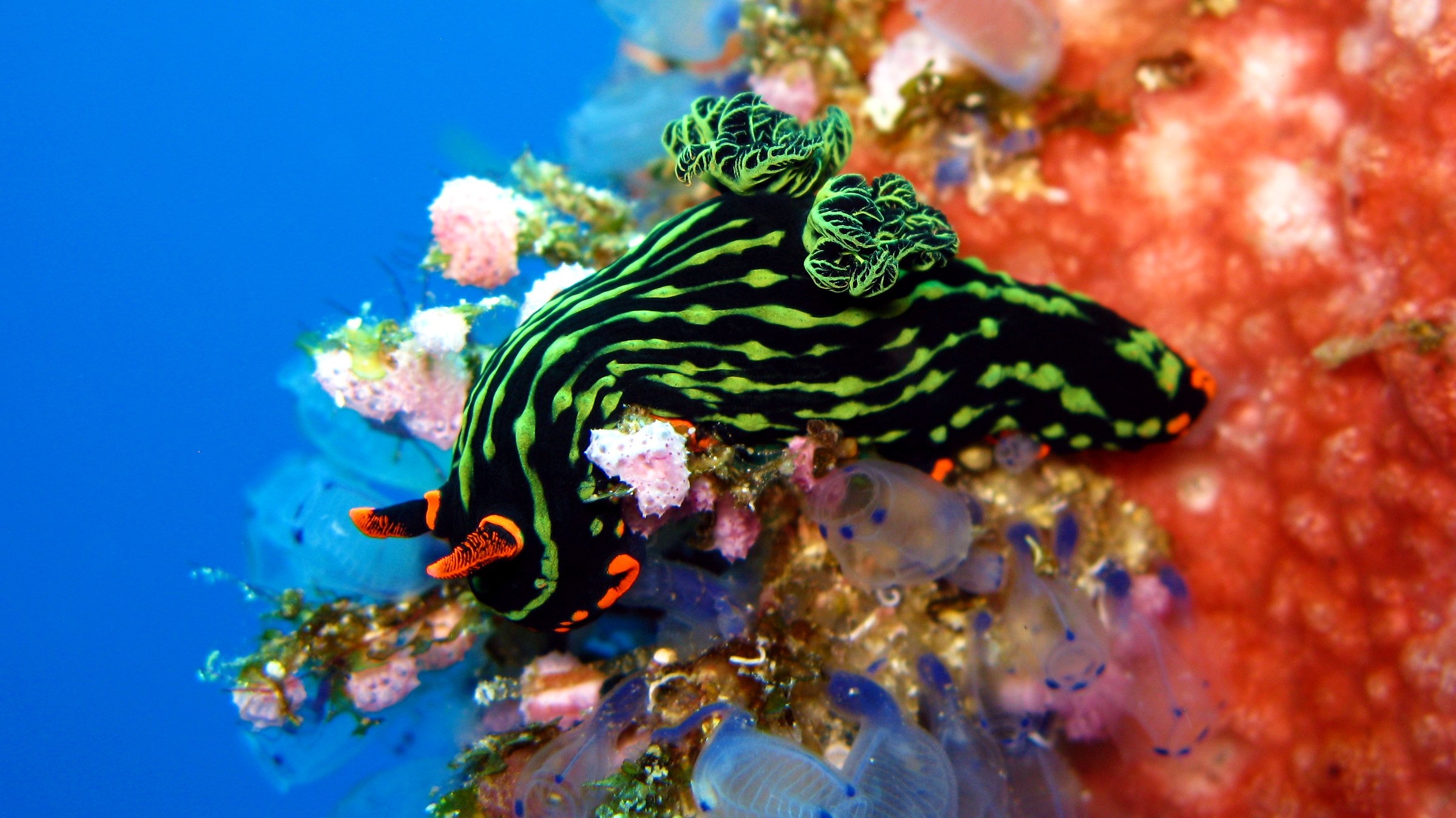 Nembrotha kubaryana