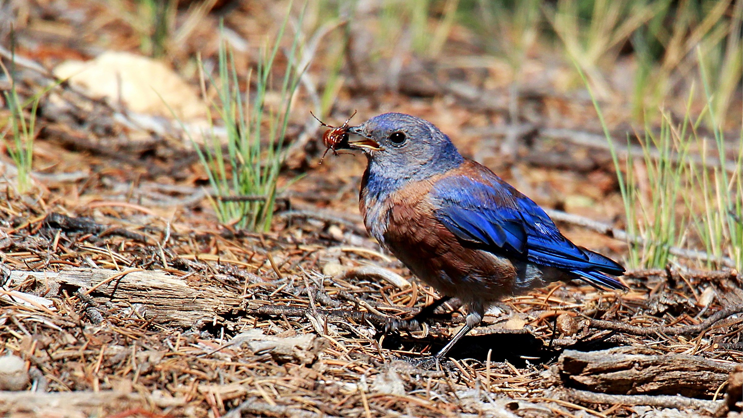 Western Bluebird