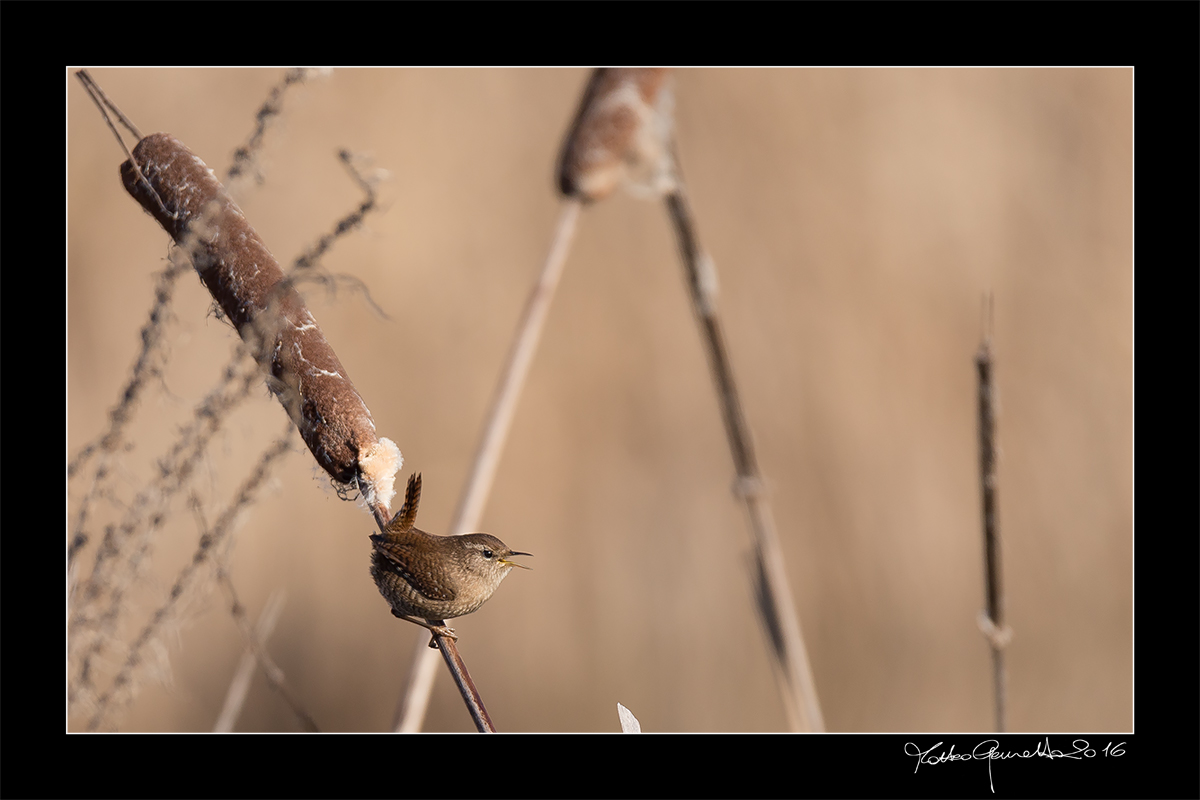 sparrow does not go away ...