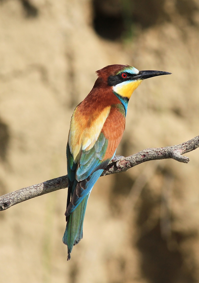 Scusate la schiena..........