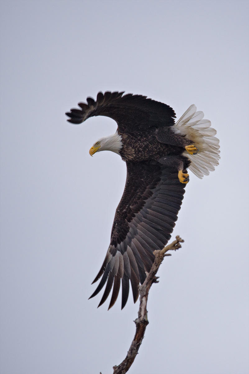 Bald Eagle - Sacramento Valley