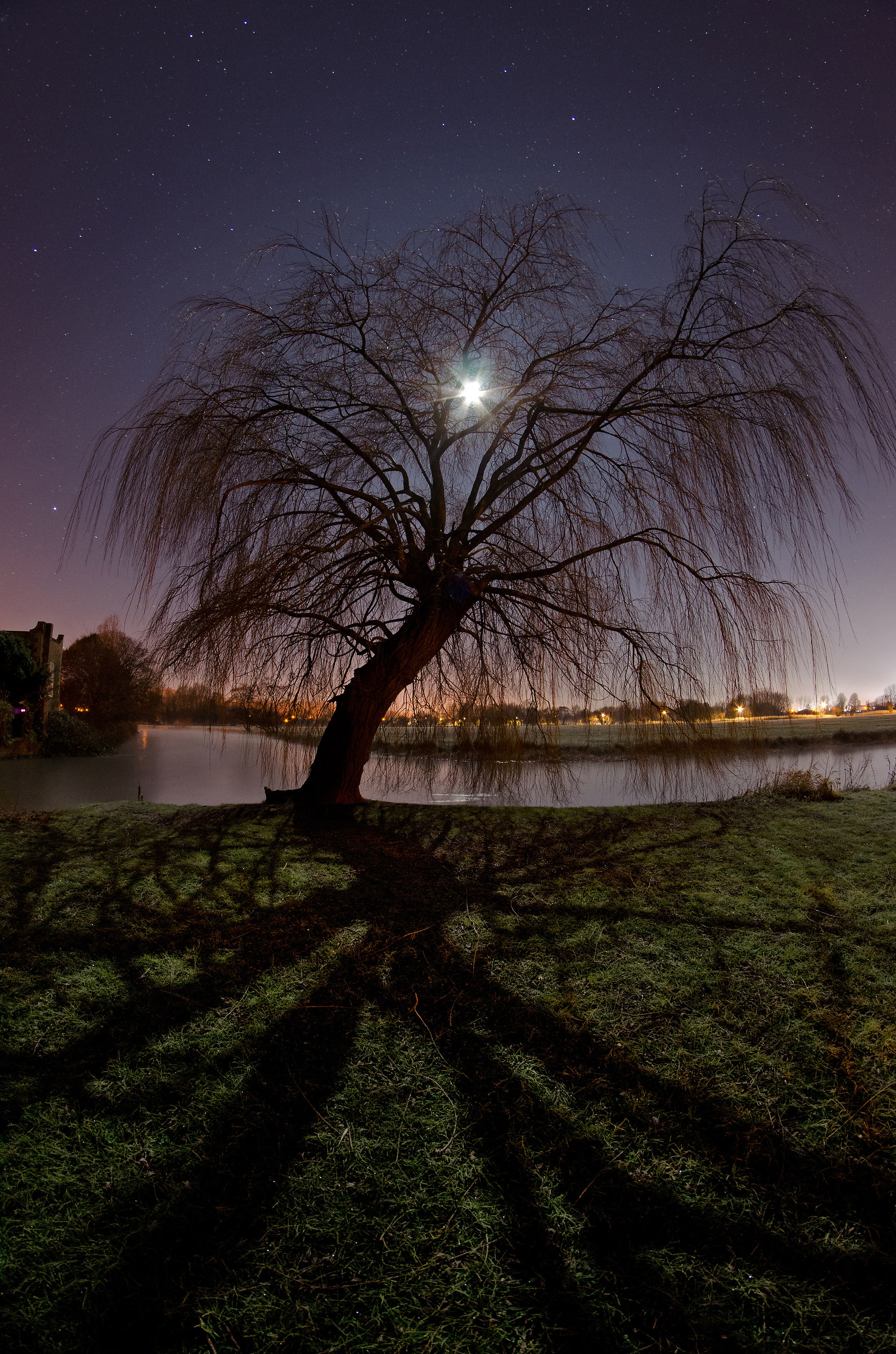 Weeping Willow Moon Shadow!