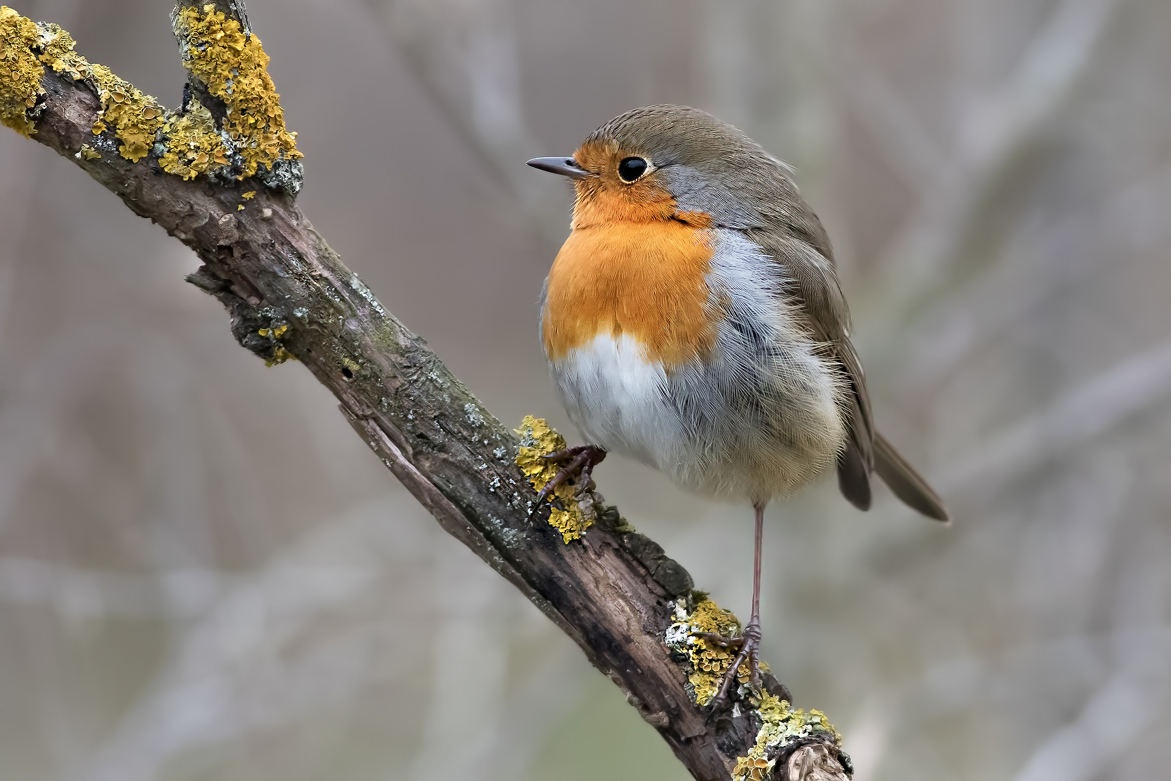 Pettirosso (Erithacus rubecula)