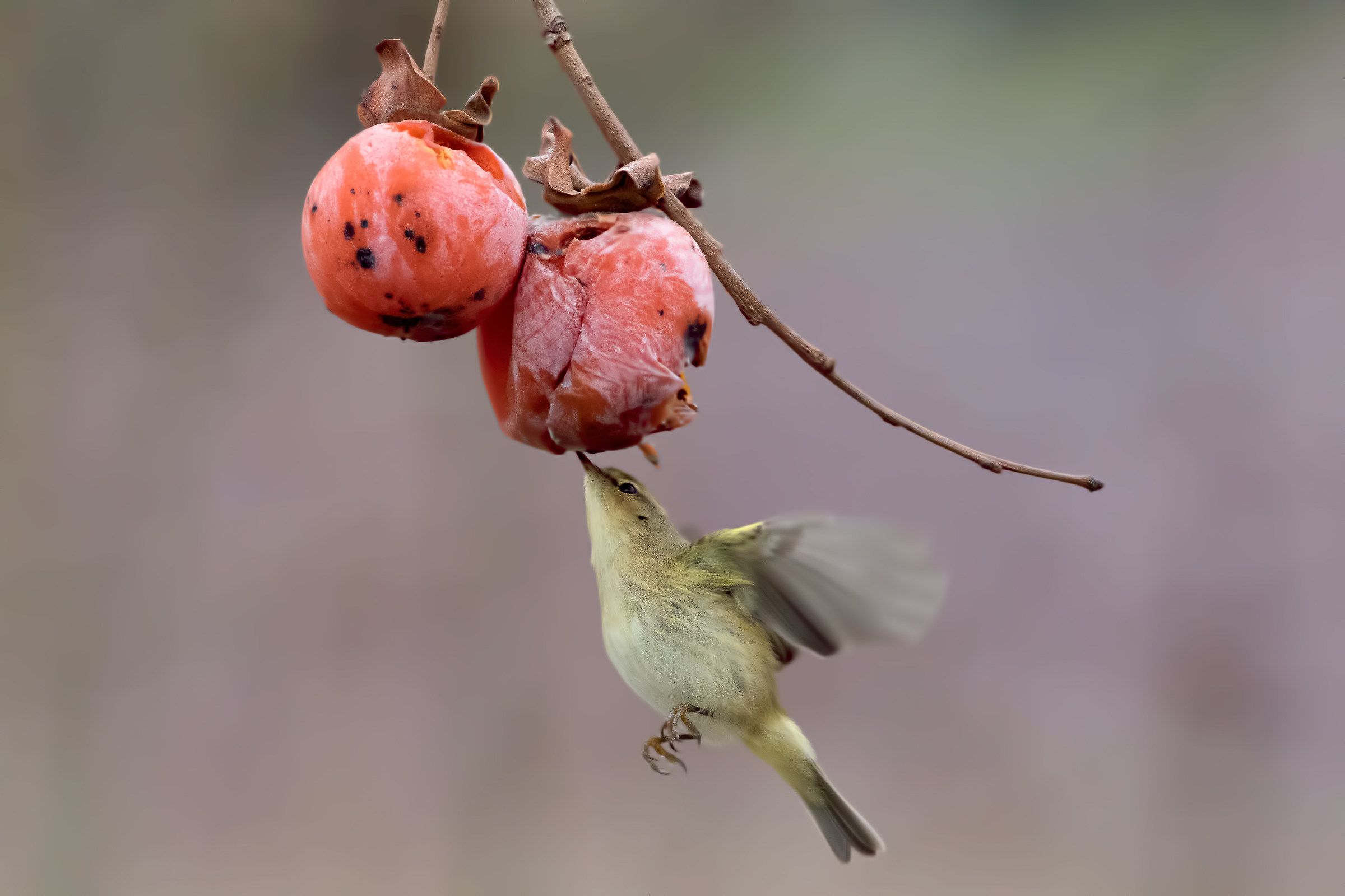 Luì piccolo (Phylloscopus collybita)