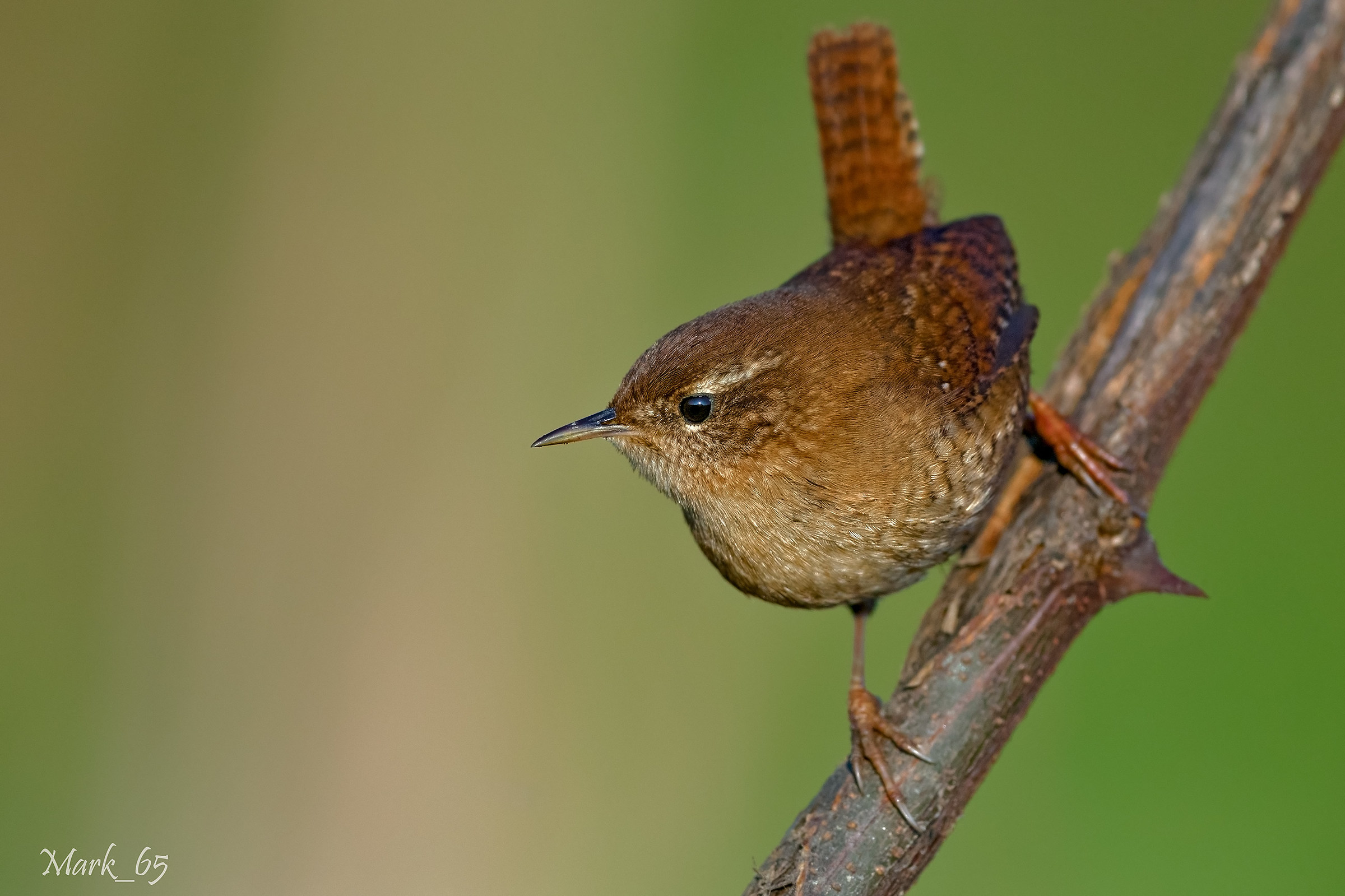 Wren posing