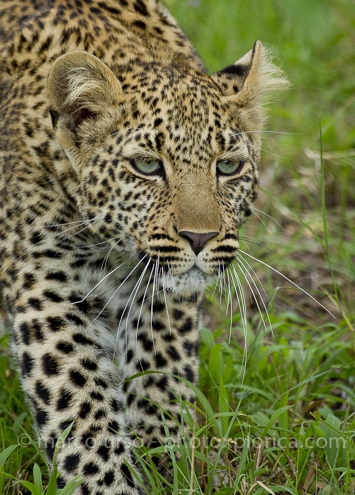 Giovane Leopardo