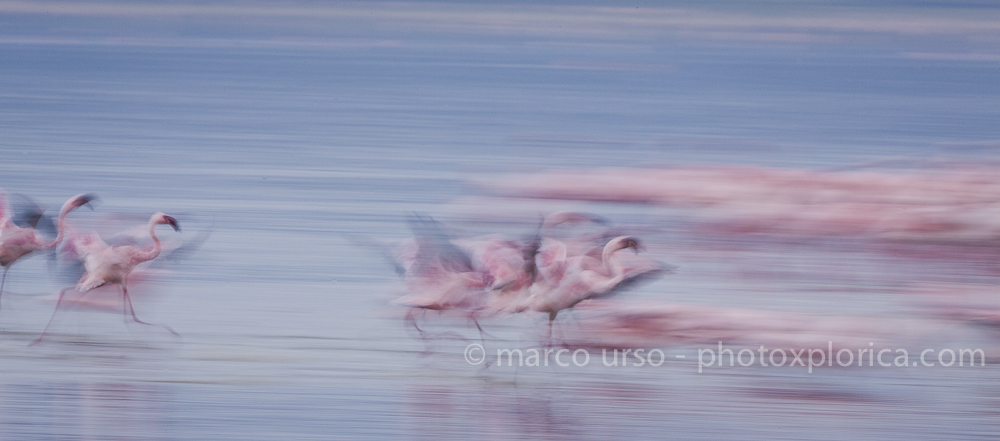 Lesser Flamingos takeoff