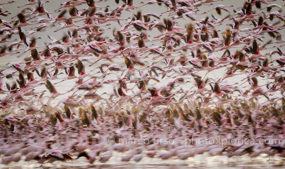 Lesser Flamingos in flight