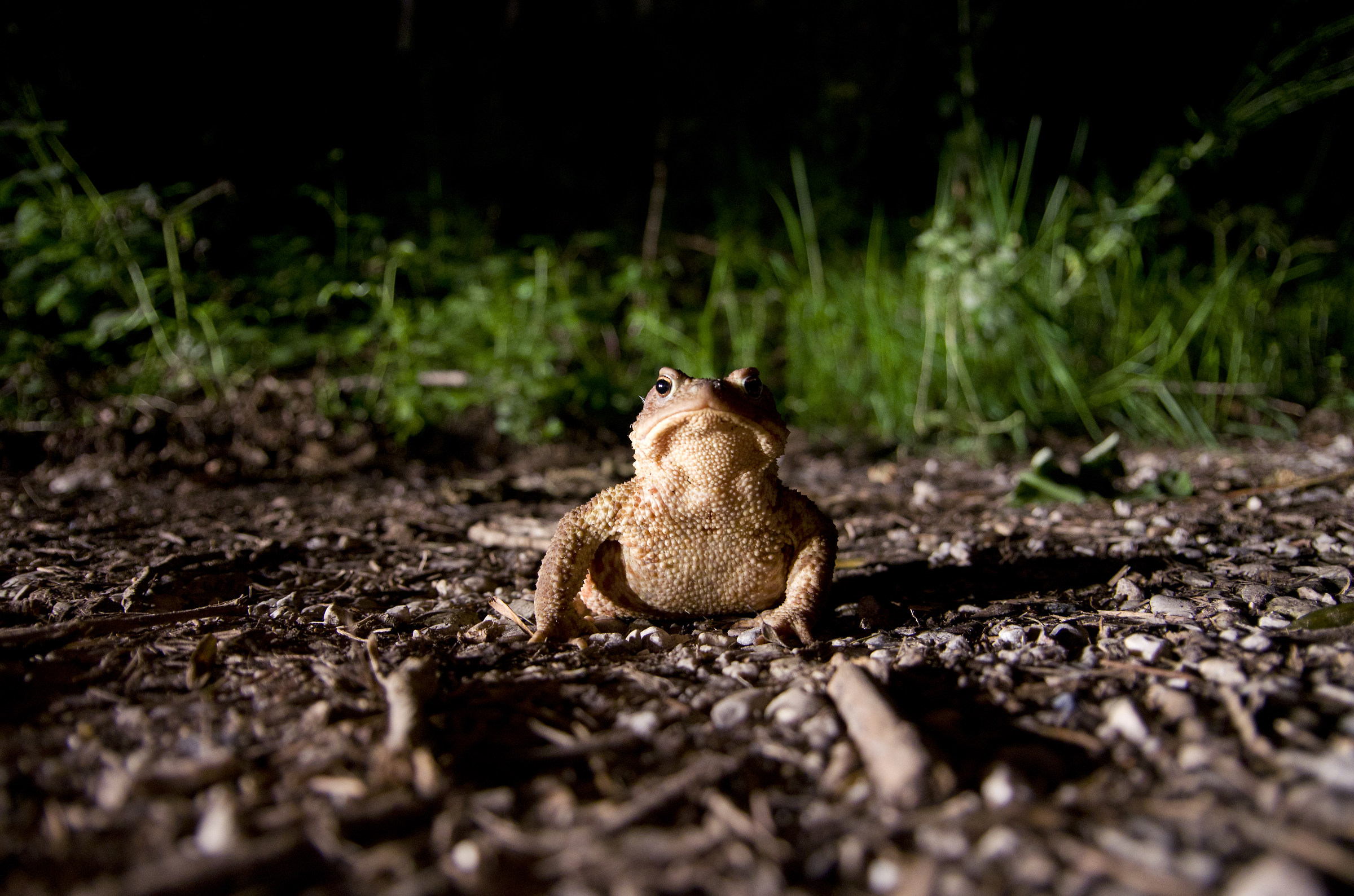 face to face whit the toad