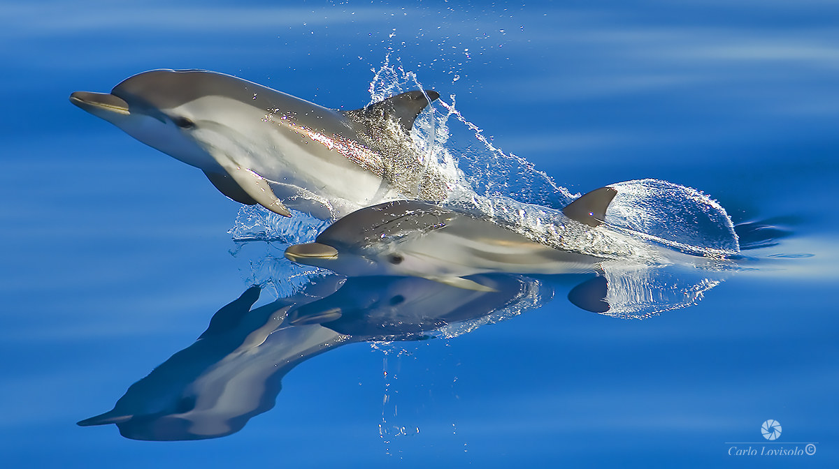 Ligurian Sea Striped dolphins 3