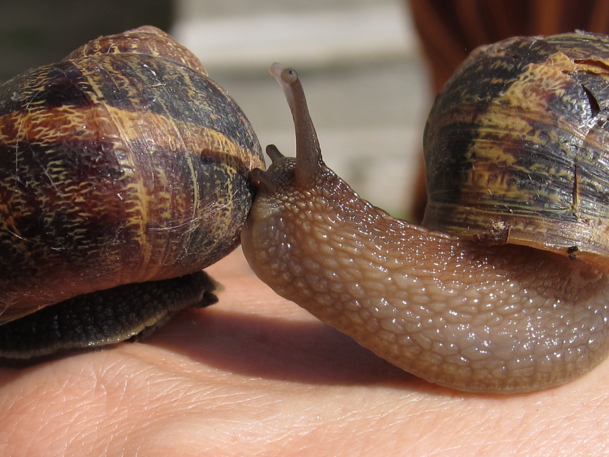 Non ho visto gli stop