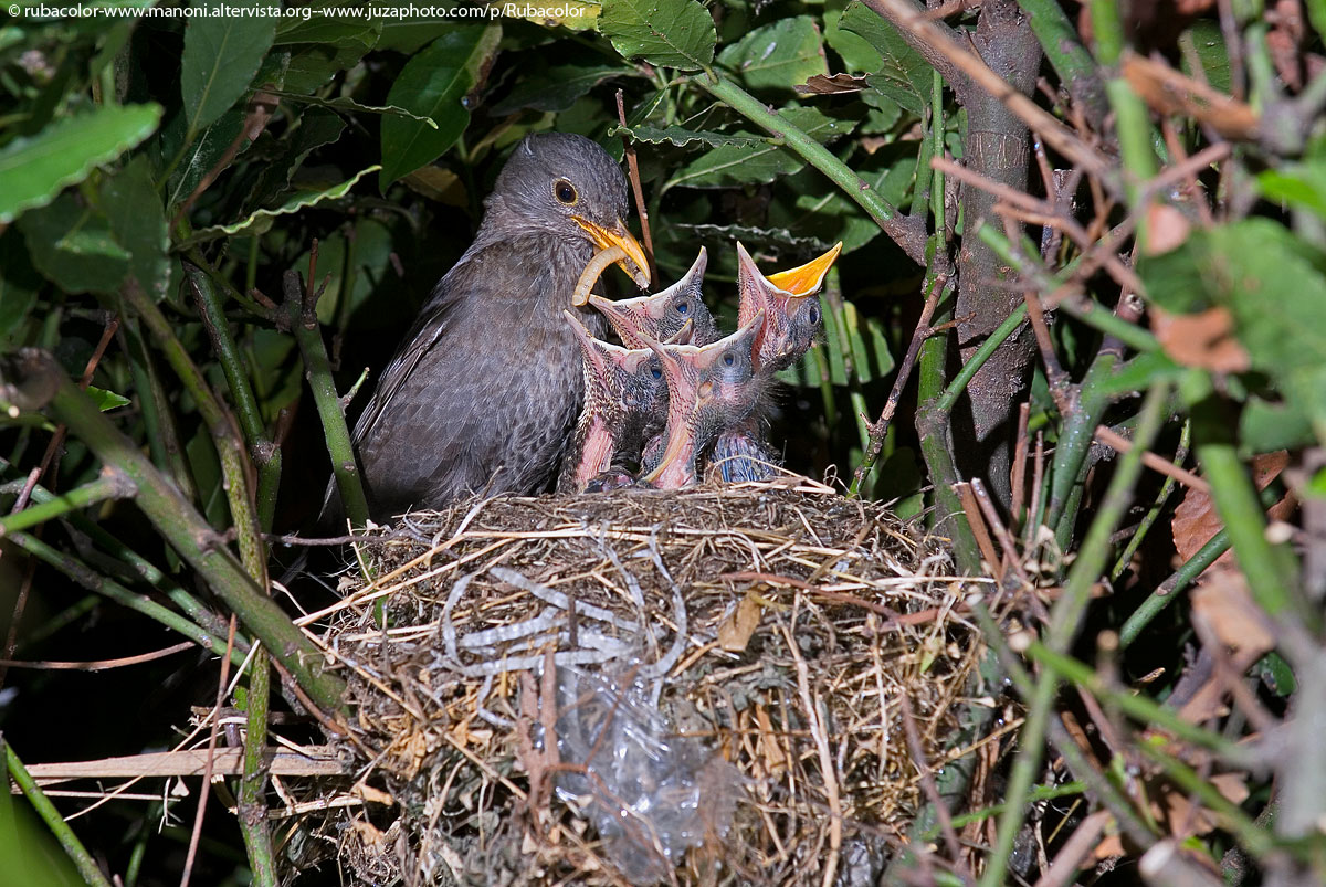 Le cure parentali del merlo (con filmato HD)