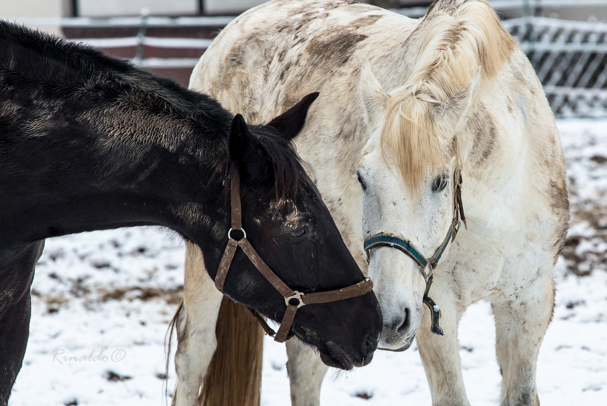 Caro, non essere così triste.
