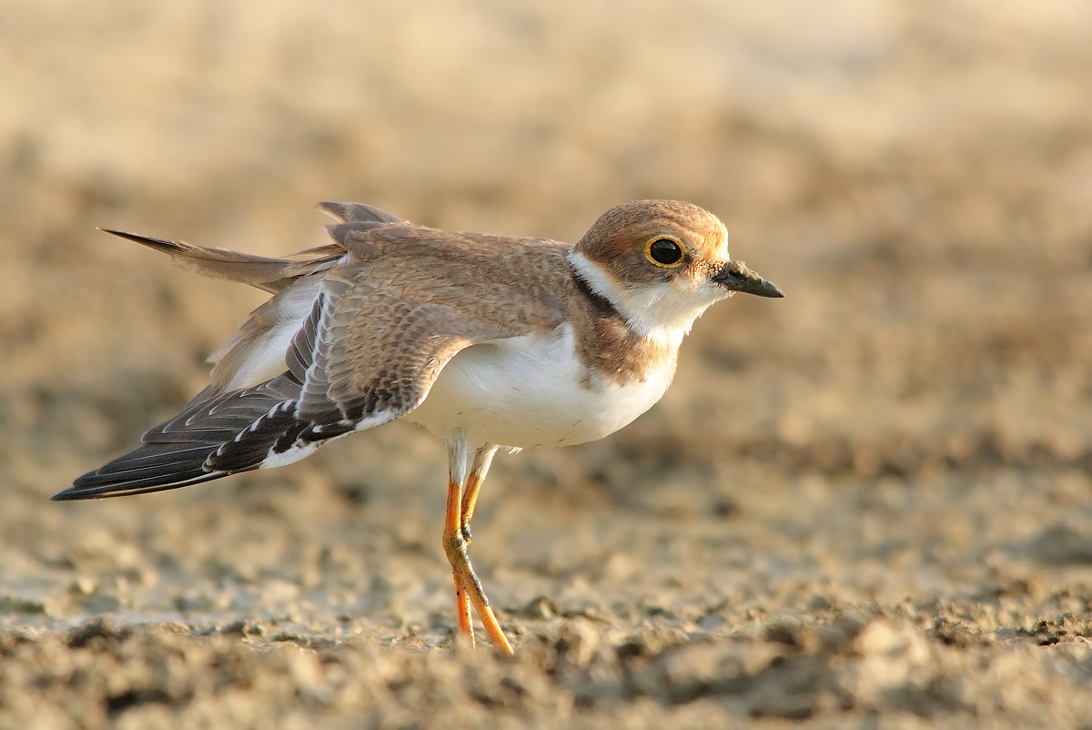 little ringed plover