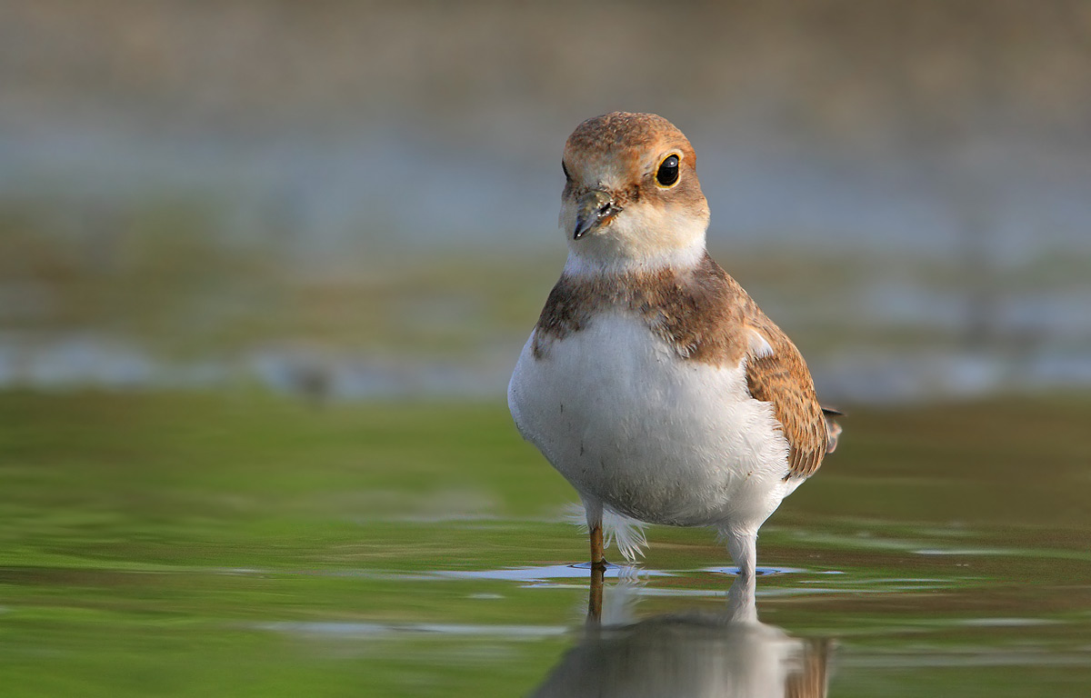 little ringed plover
