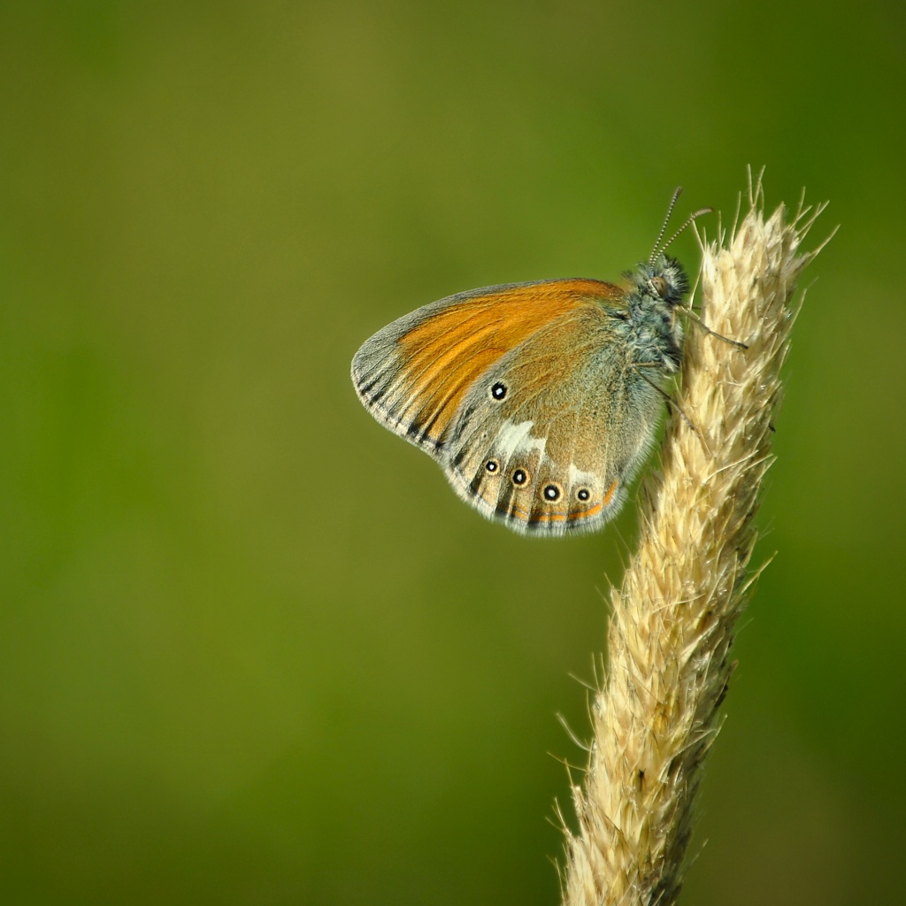 Coenonympha glycerion