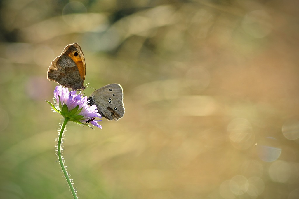 M.jurtina & A.hyperanthus