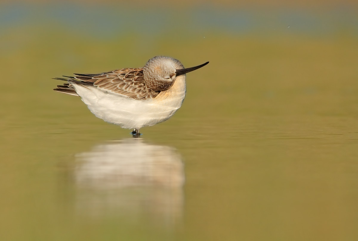 sandpiper