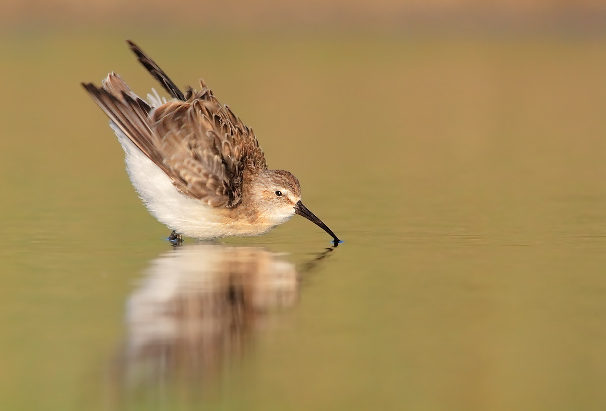 sandpiper