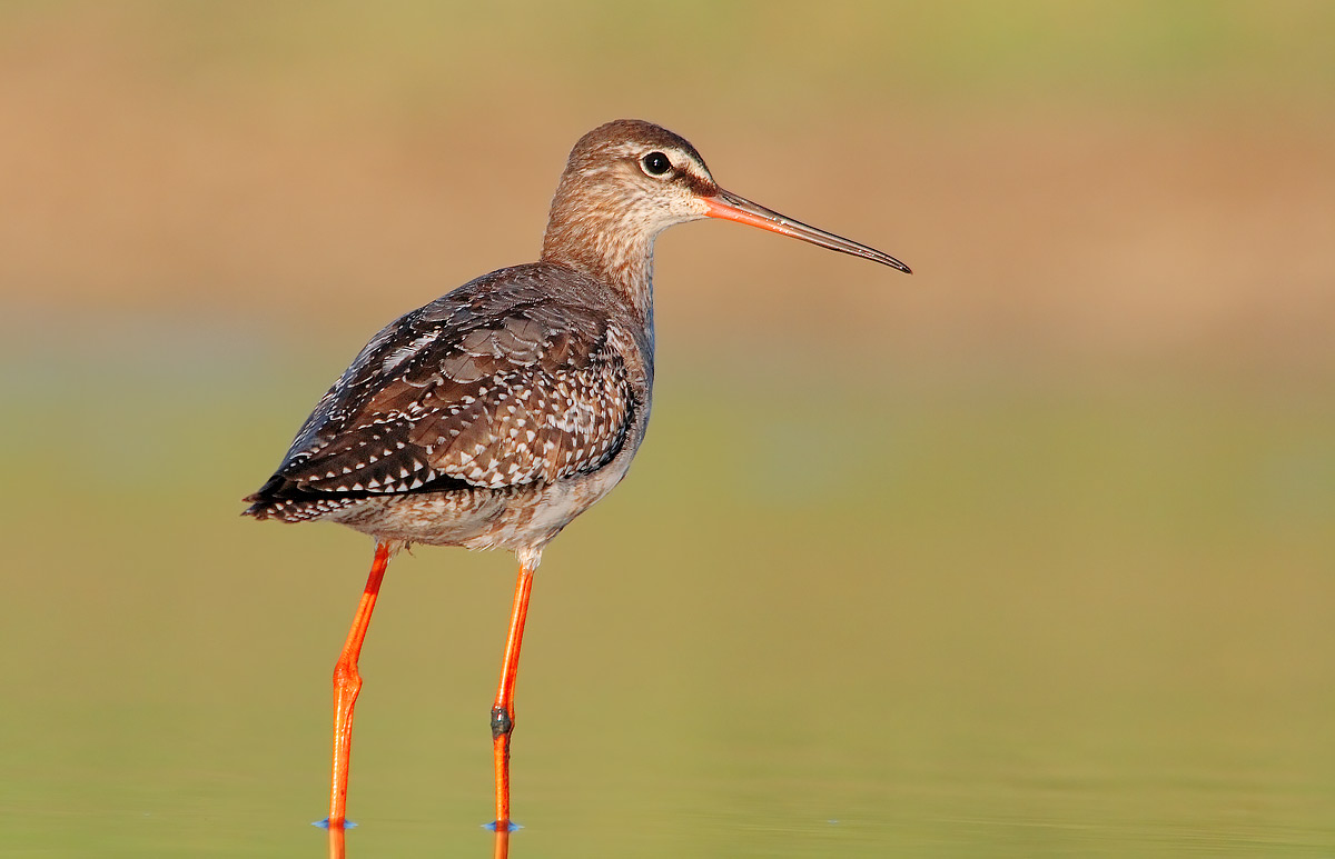 Spotted Redshank