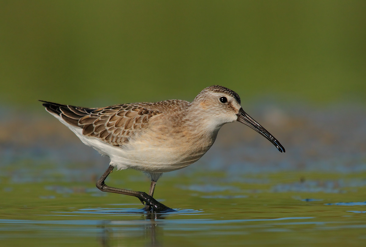 sandpiper