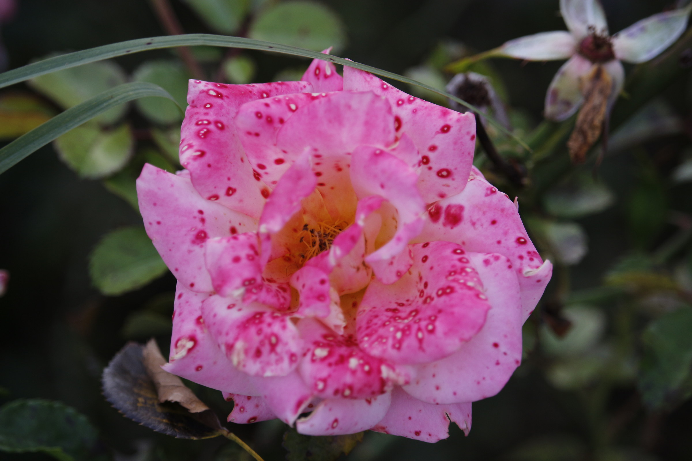 Rosa lentiginous