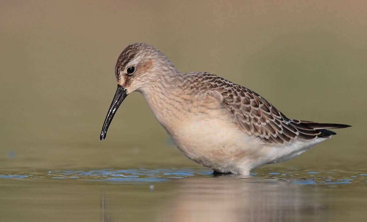 sandpiper