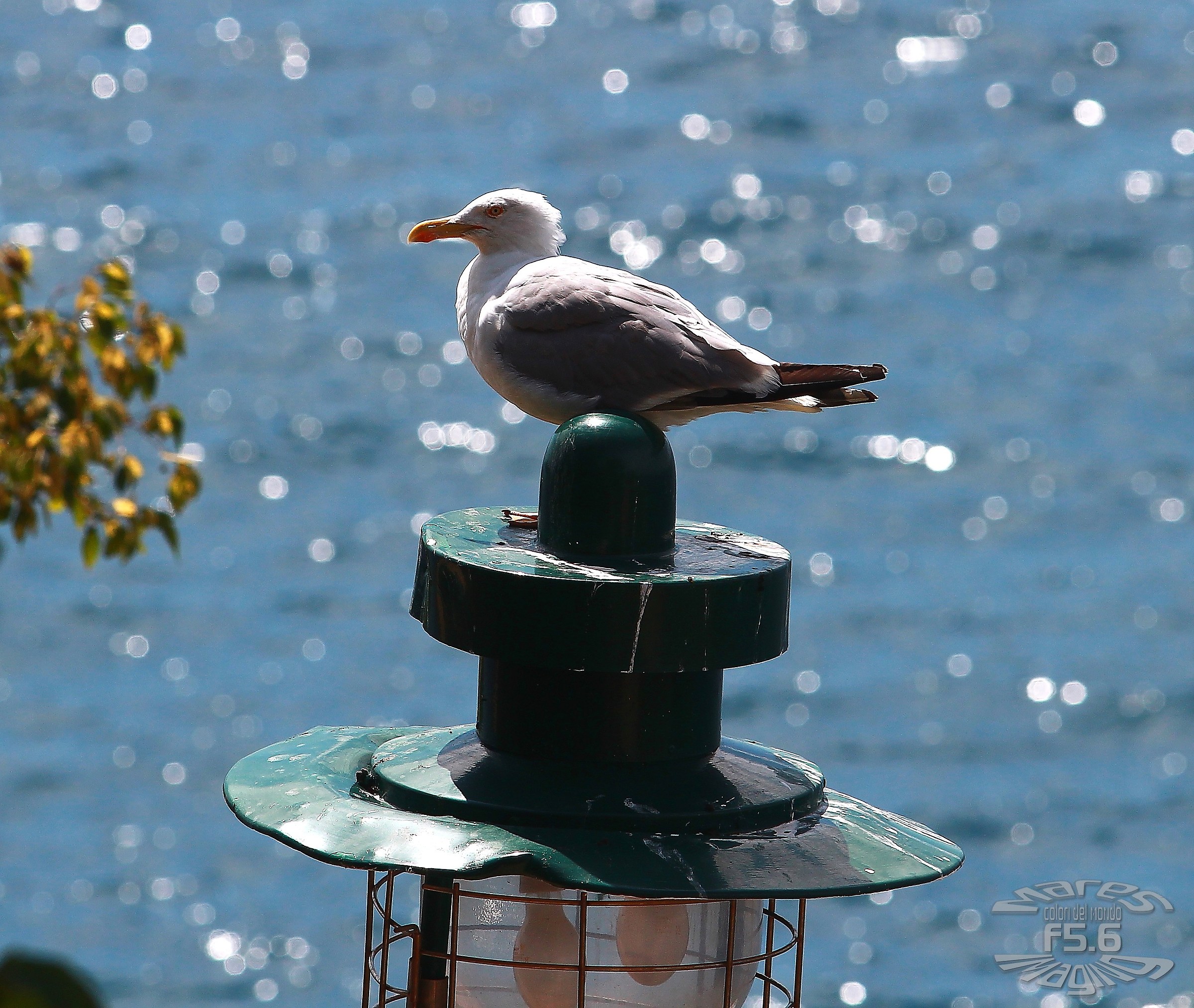 Speriamo non si accenda