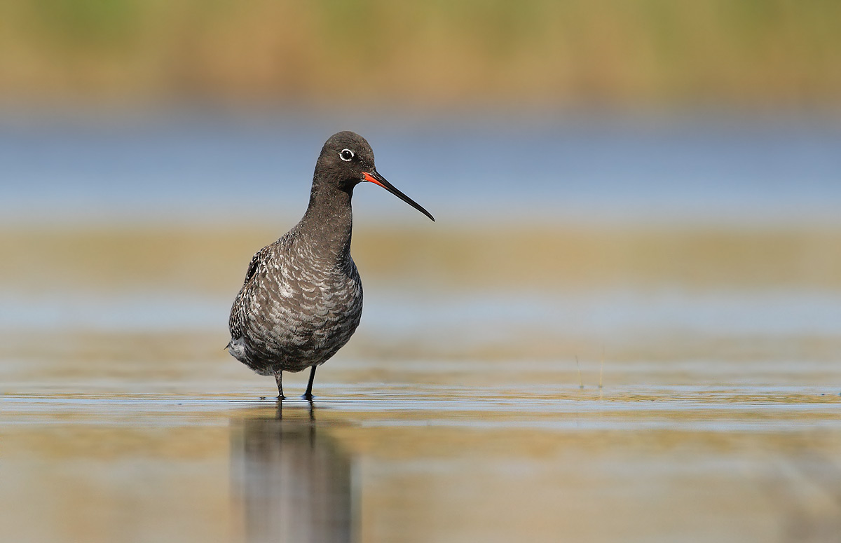 Spotted Redshank