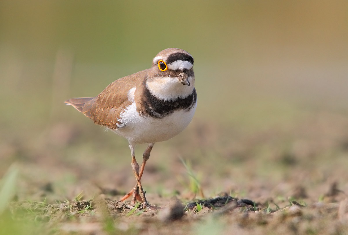 little ringed plover