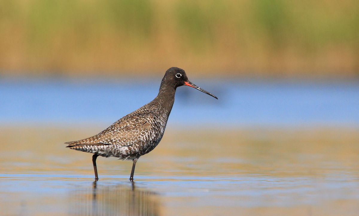 Spotted Redshank