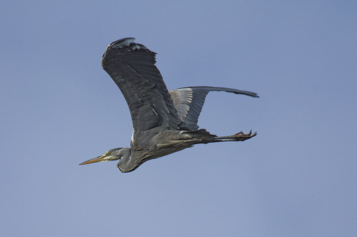 Grey Heron