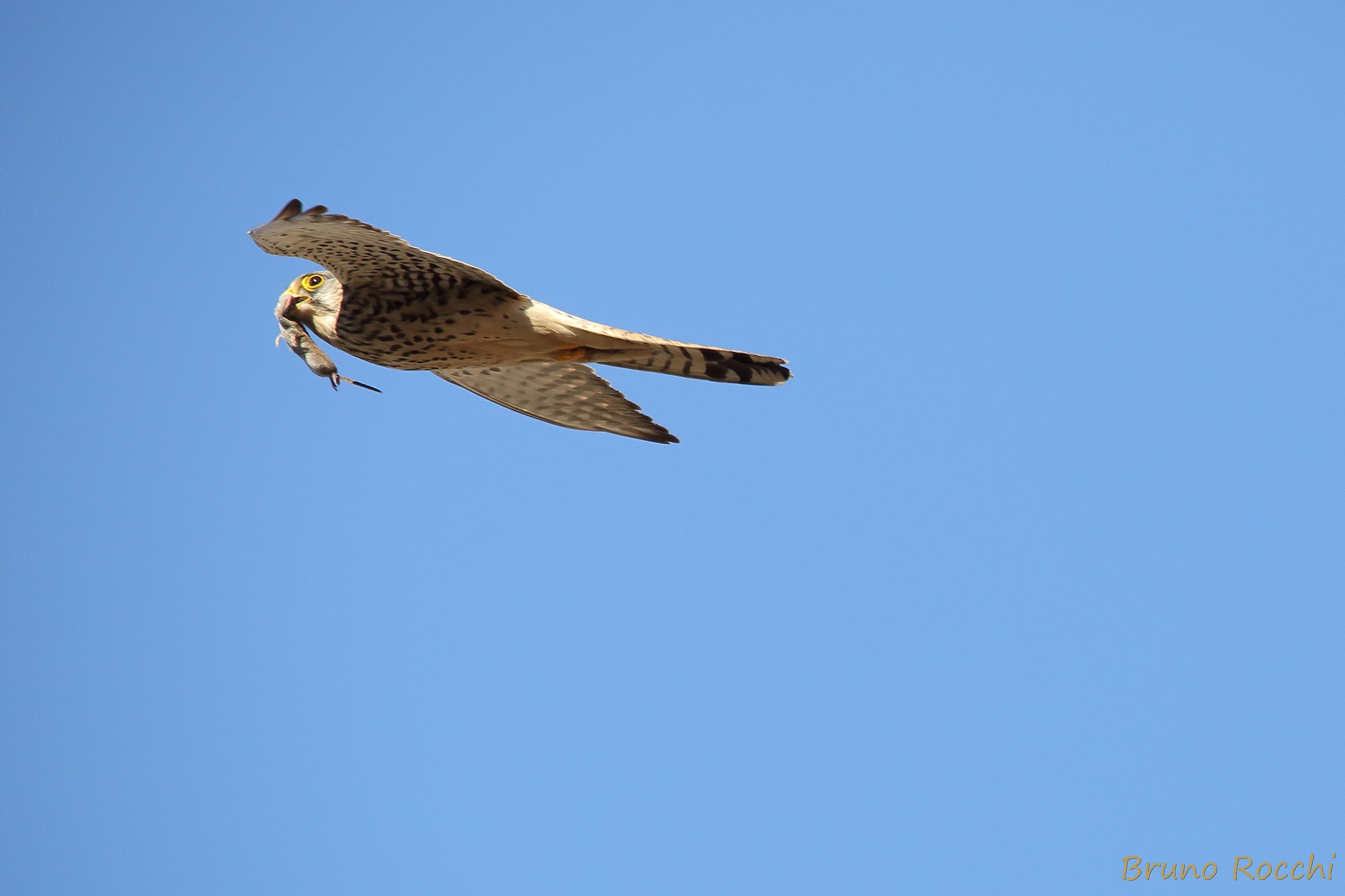 Taken, and mouse in his mouth ... Kestrel